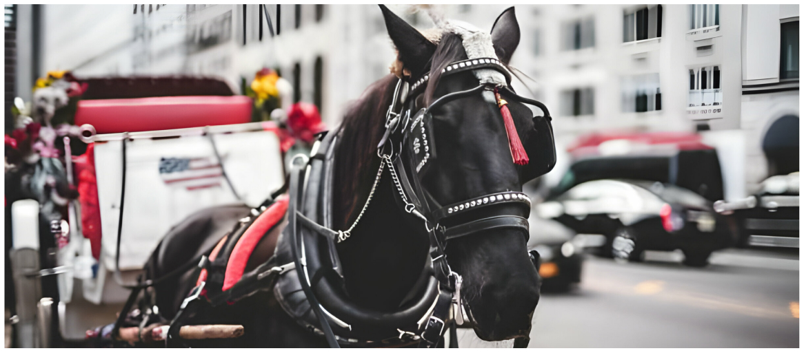  Carolina Polo & Carriage Columbia, SC