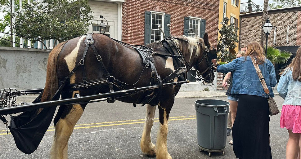  Carolina Polo & Carriage Columbia, SC